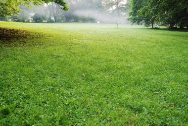 Low setting sun in green park casting clipart