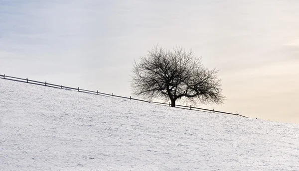 空、ツリーと雪 — ストック写真