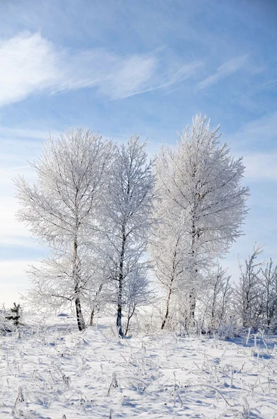 Gökyüzü, ağaç ve kar — Stok fotoğraf