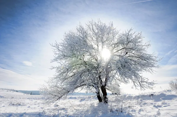 Ég, a fa és a hó — Stock Fotó