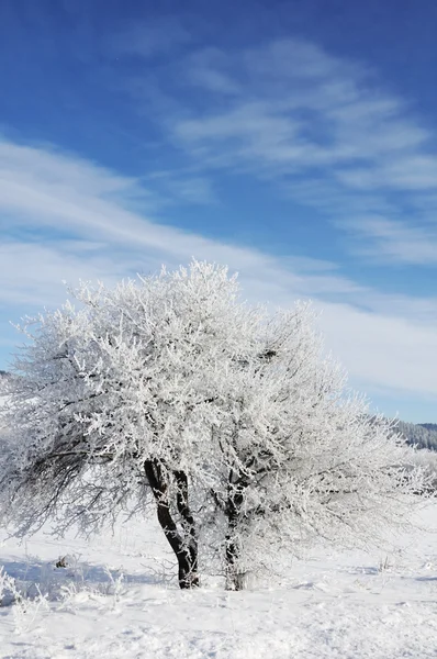 Niebo, drzewa i śnieg — Zdjęcie stockowe