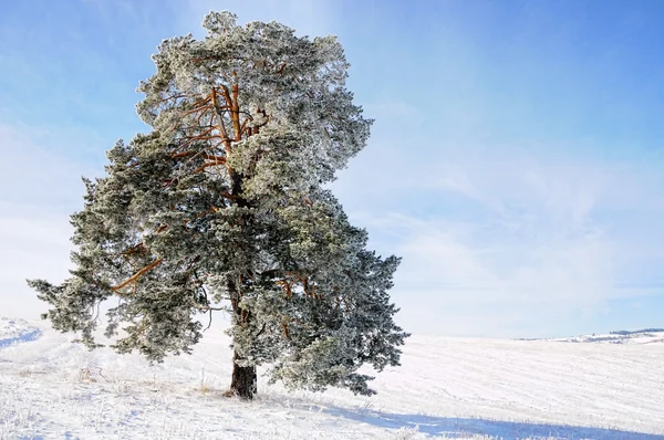 Ουρανό, δέντρο και χιόνι — Φωτογραφία Αρχείου