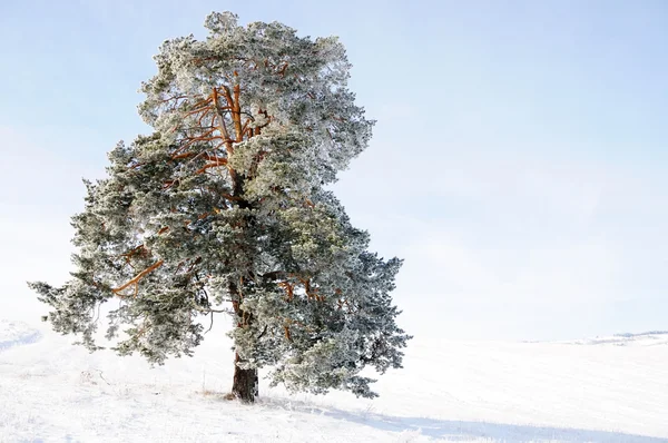 Ουρανό, δέντρο και χιόνι — Φωτογραφία Αρχείου