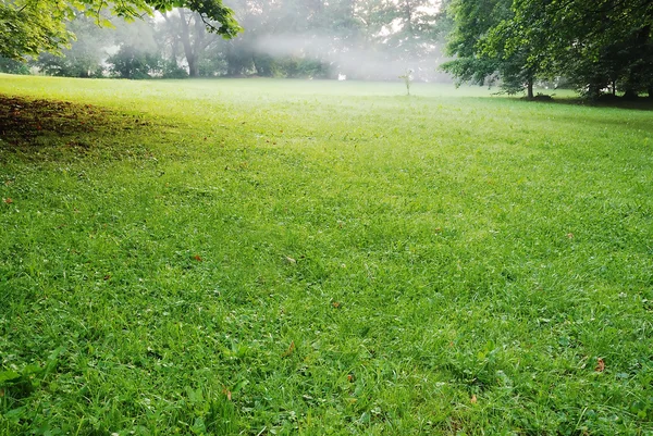 Låg solen i grön park gjutning — Stockfoto