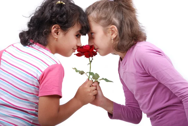 Троянди червоні Валентина — стокове фото