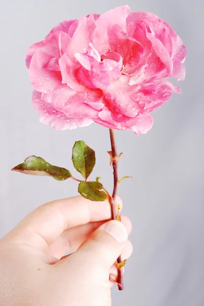 Röd valentine rose — Stockfoto