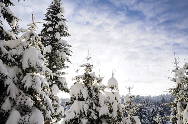 天空、 树和雪 — 图库照片