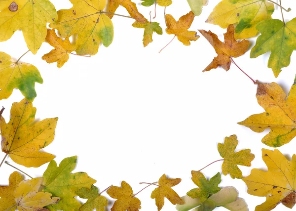 Простір копіювання осіннього листя — стокове фото