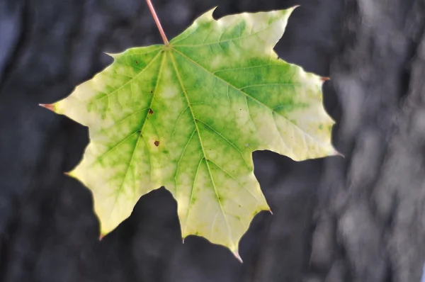Zielony liść żółty, spadek — Zdjęcie stockowe