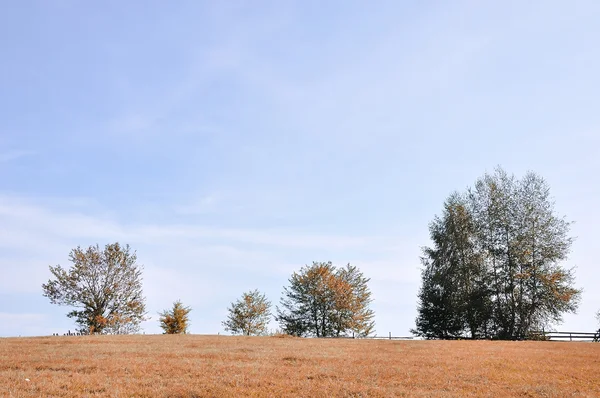 Sonbahar manzara, ağaçlar, yere, gökyüzü — Stok fotoğraf