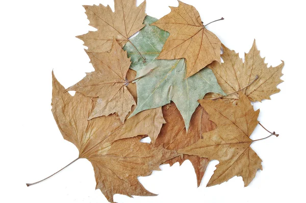 Herbst, Blätter — Stockfoto