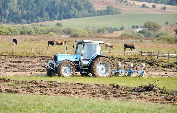 Trator no campo e vacas atrás — Fotografia de Stock