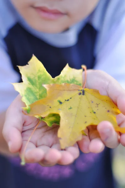 Fall in hands — Stock Photo, Image