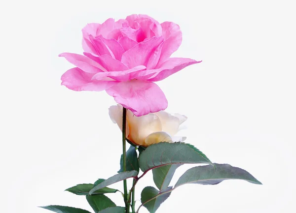 Beaufitul roses en studio, belle scène — Photo