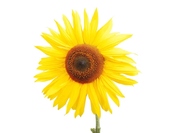 Smuk gul blomst, farverig sunflo - Stock-foto