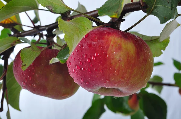 Isolerade apple, skörda tid, röd färg — Stockfoto