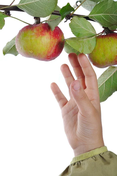 Изолированное яблоко, время сбора урожая, красный цвет — стоковое фото