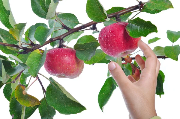 Изолированное яблоко, время сбора урожая, красный цвет — стоковое фото
