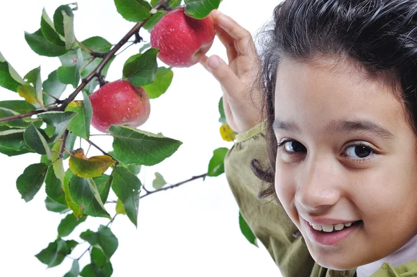 Geïsoleerde apple, oogsttijd, rode kleur, schattig gi — Stockfoto
