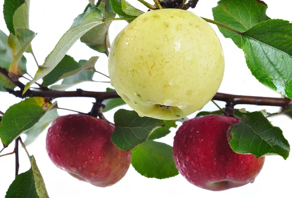 アップル、収穫時期、赤および黄色を分離コル — ストック写真