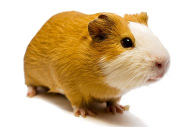 Curious guinea pig clipart