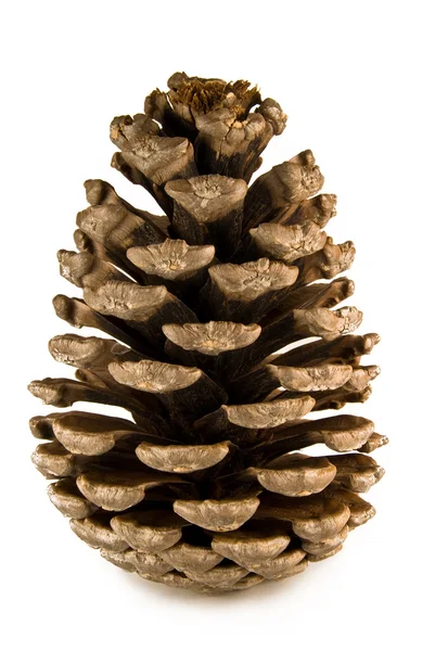 stock image Pine cone