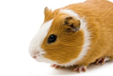 Guinea pig clipart