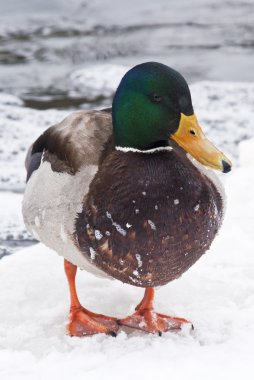 Winter duck clipart