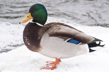 Winter duck clipart