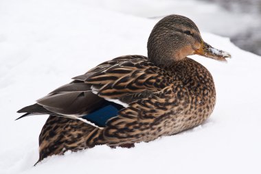 Winter duck clipart