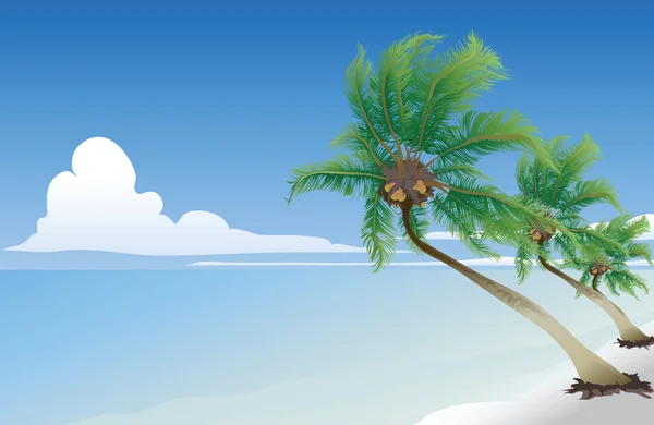 Кокосовая пальма — стоковое фото