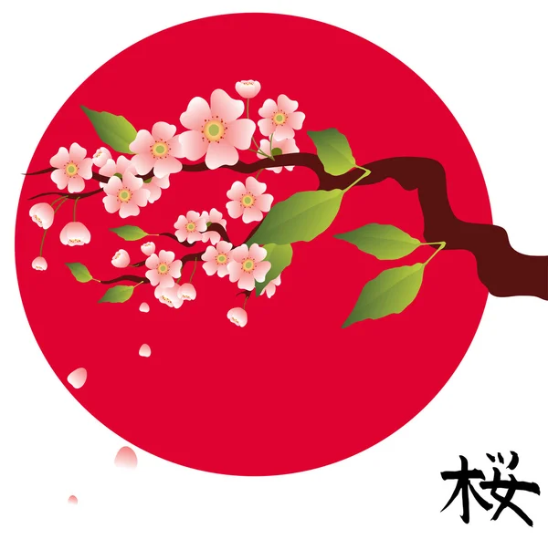 Sakura — Foto Stock