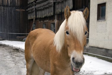 haflinger at