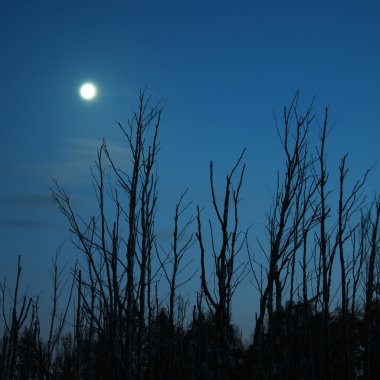 Huş ağacı orman gece