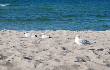 martı beach