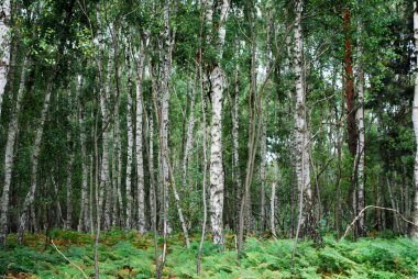 Birch forest clipart