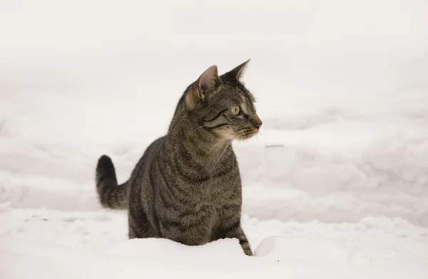 Tabby cat in winter — Stock Photo, Image