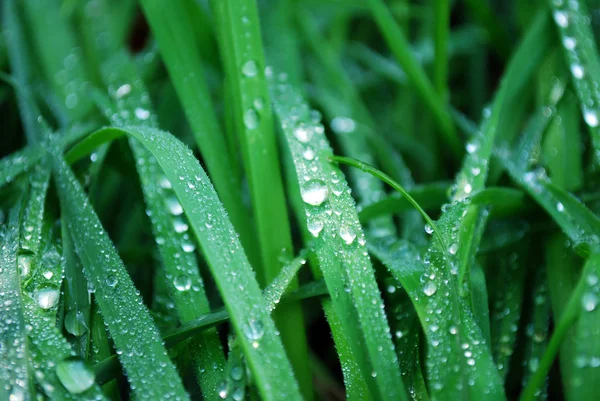 stock image Water drops