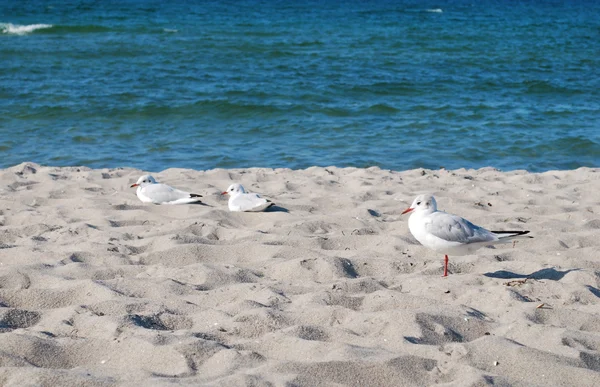 Seagulls beach — Stock Photo, Image