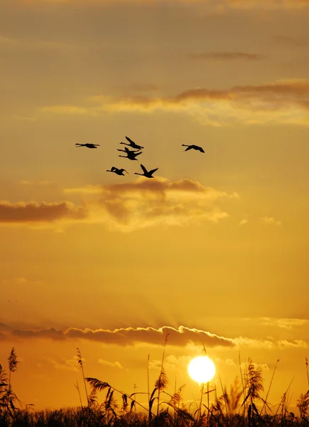 stock image Sunset with reed and brants