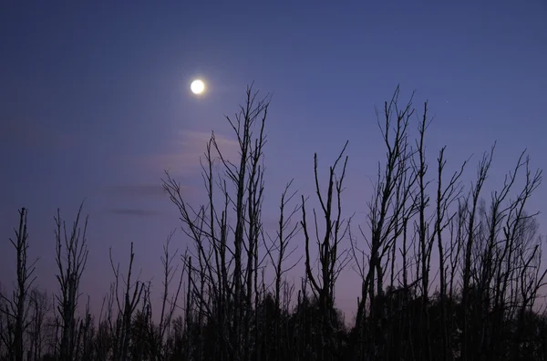 Night lasu brzoza — Zdjęcie stockowe