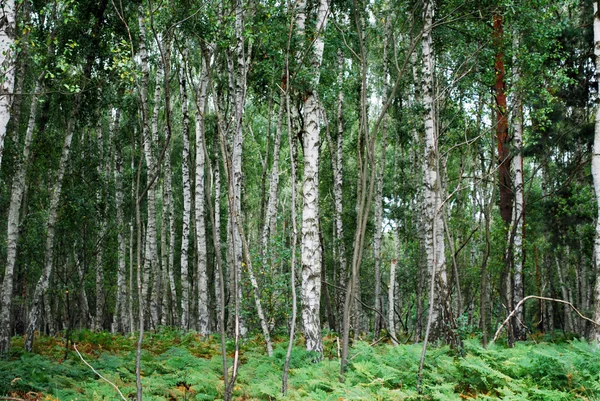 stock image Birch forest