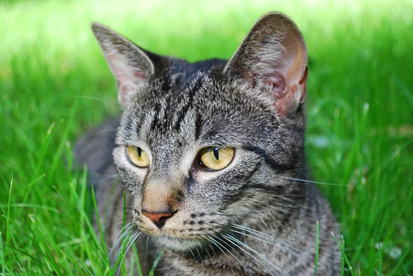 Tabby cat — Stock Photo, Image