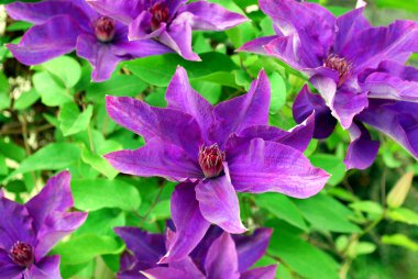 Clematis clipart