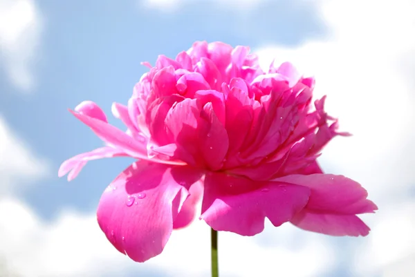 stock image Flower