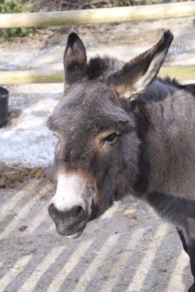 stock image Donkey