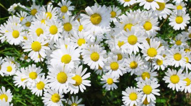 Marguerite flowers clipart