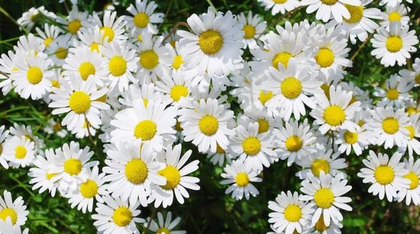 Marguerite flores — Fotografia de Stock
