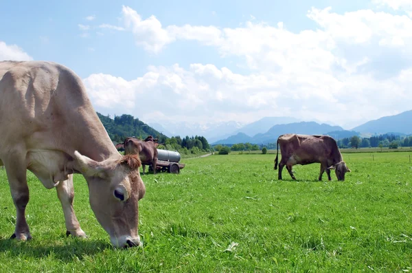 stock image Cows on field