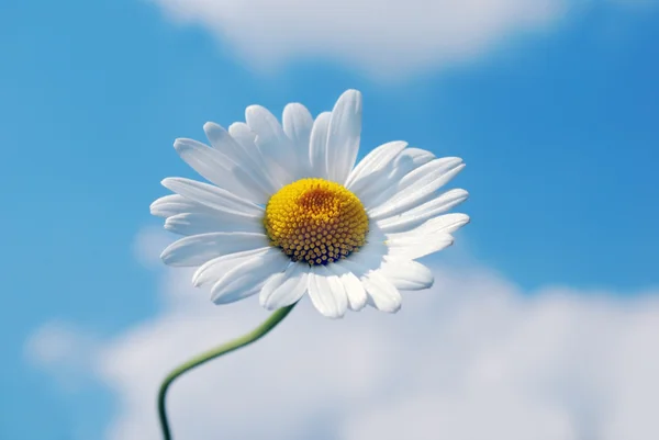 stock image Marguerite flower